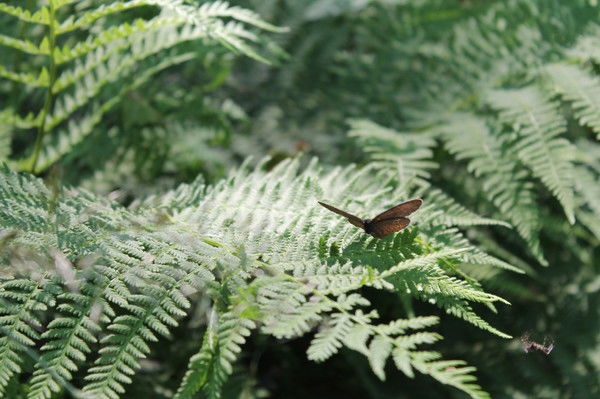 Троицкая Анастасия