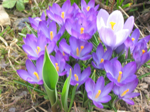 Ольга Шаблиенко