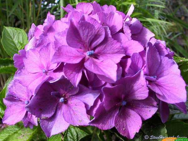 Мавлуда Шафиева