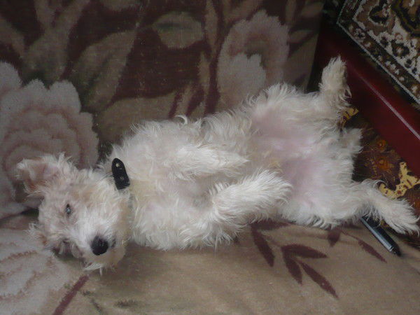 Алексей Болдышев