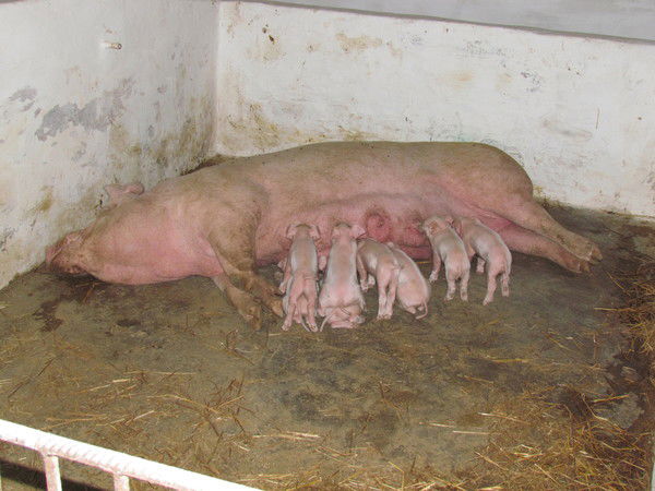 Александр Мельничук