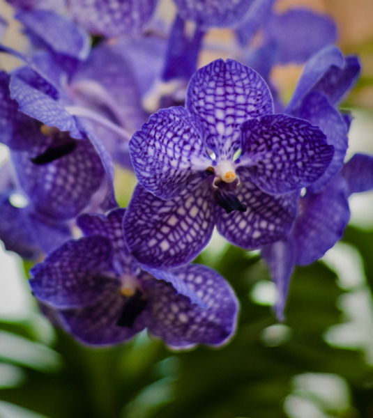 Таня Климова