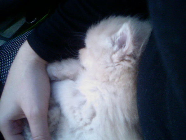 Елена Лимонова