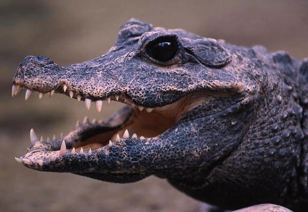 Константин Антонов