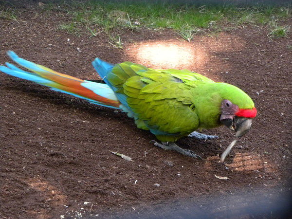 Арина Лаврова