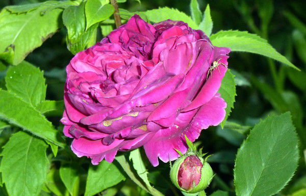 Оксана Агеева