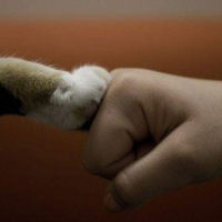 Максим Николаев