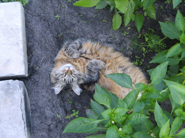 Любовь Немкина