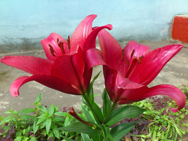 Марина Селищева