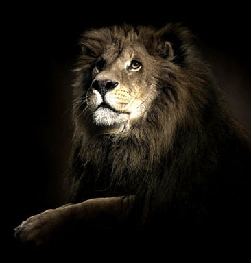 Николай Тимофеев