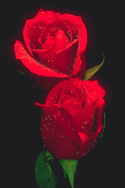 Раушан Раке