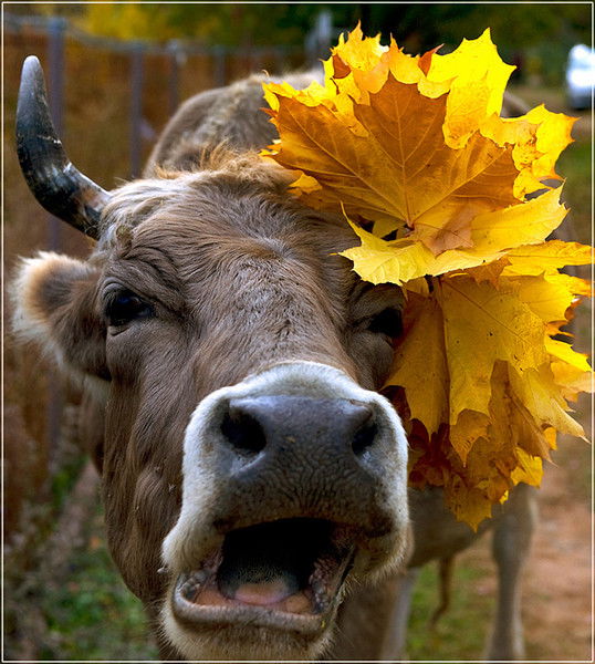 Людмила Чернышева