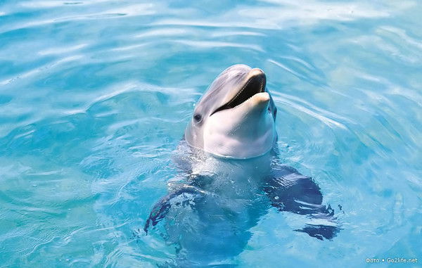 Алла Любимова