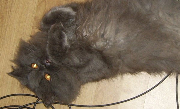 Гражина Махневич