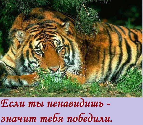 Наталья Анисимова