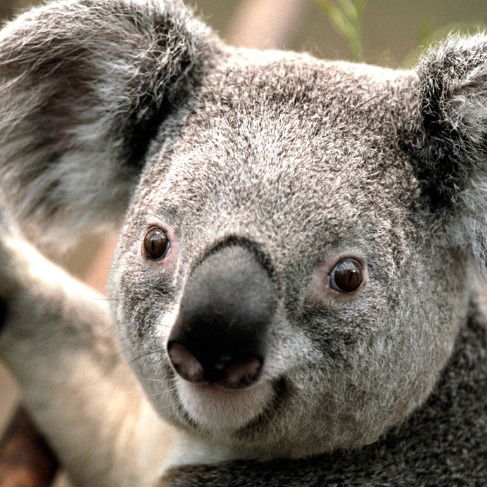 Александр Рябов