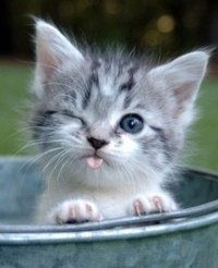 Виктория Ступак