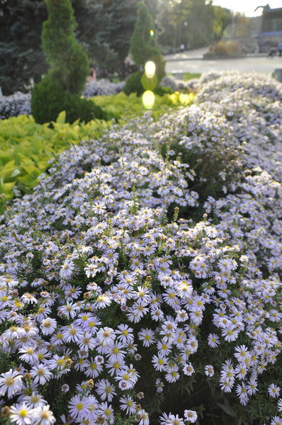 ++Stels++ And++Snels++