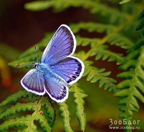 Лакомка Мегафон Сотовик Ритейл