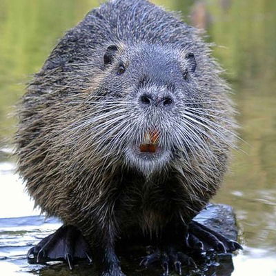 Илья Нехайчик