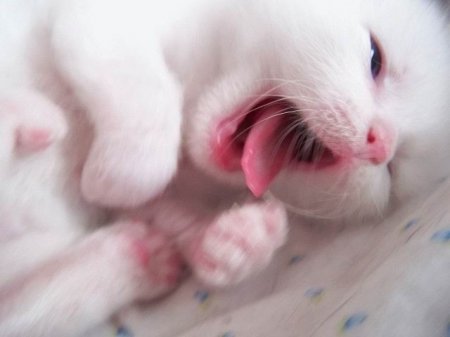 Дина Дубровец