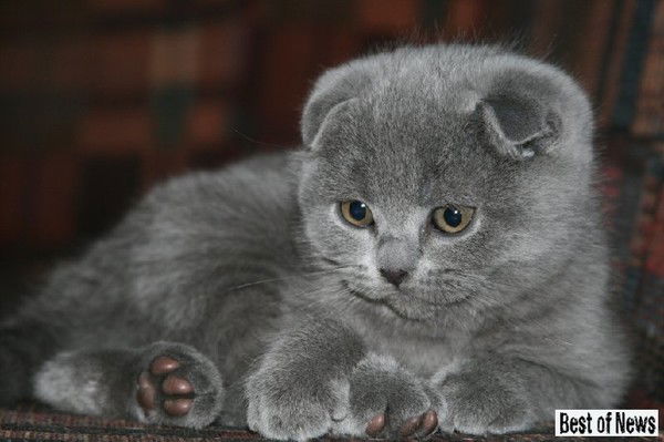 Уборка Квартир Киев