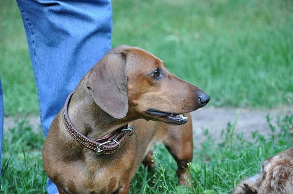 Елена Сухова