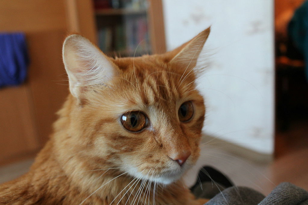 Настя Бохан