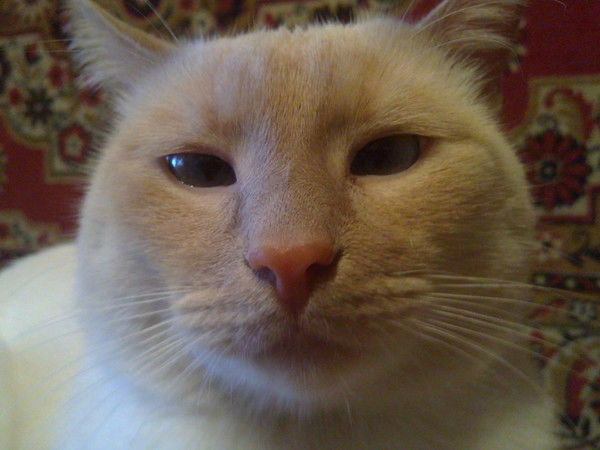 Михаил Морозов