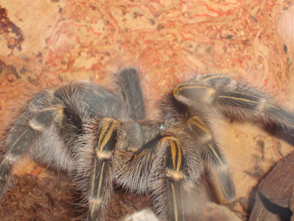 Денис Кожемякин