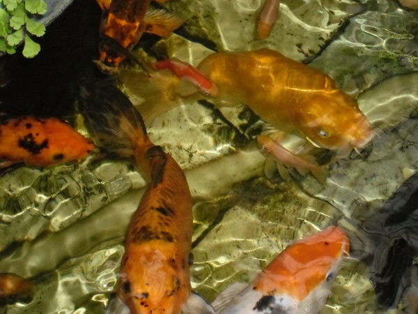 Светлана Луценко