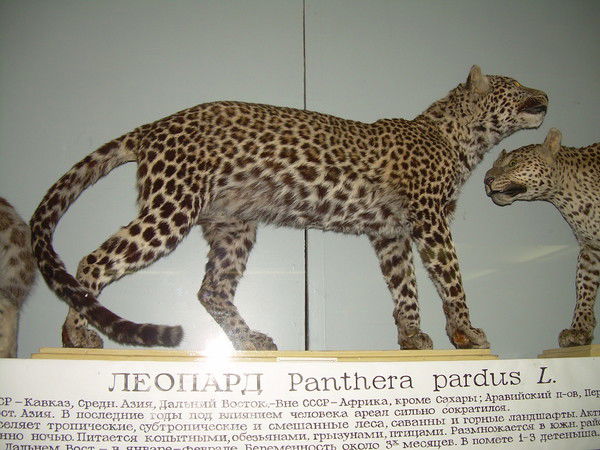 Андрей Охотник