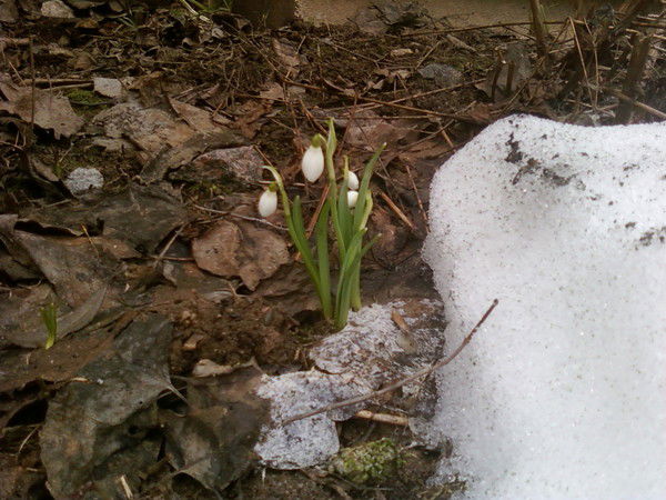 Алексей Шипков