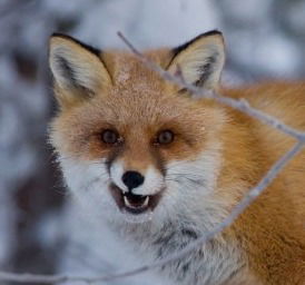 Ольга Перевозкина