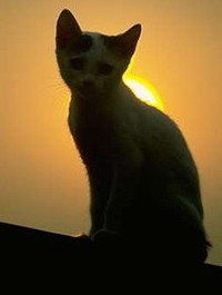 Александра П