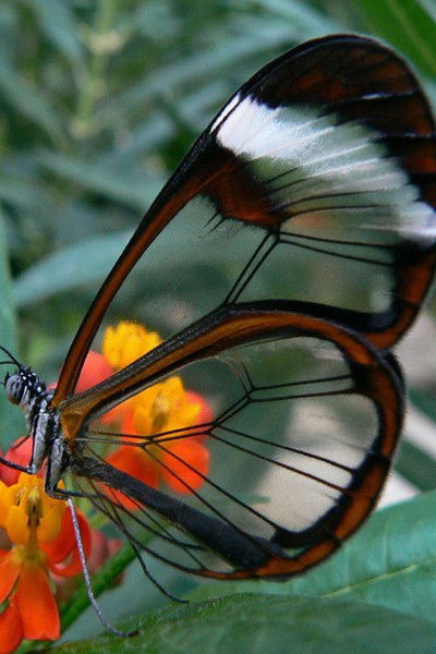 Анна Краева