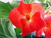 Авдеева Наталья