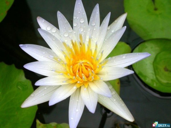 Маргарита Евстигнеева