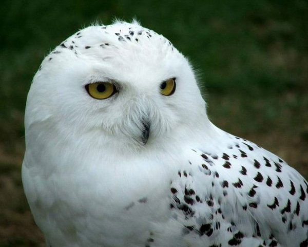 Лада Иванова