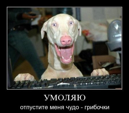 Дмитрий Домнин