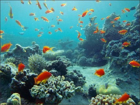 Ирина Науменко