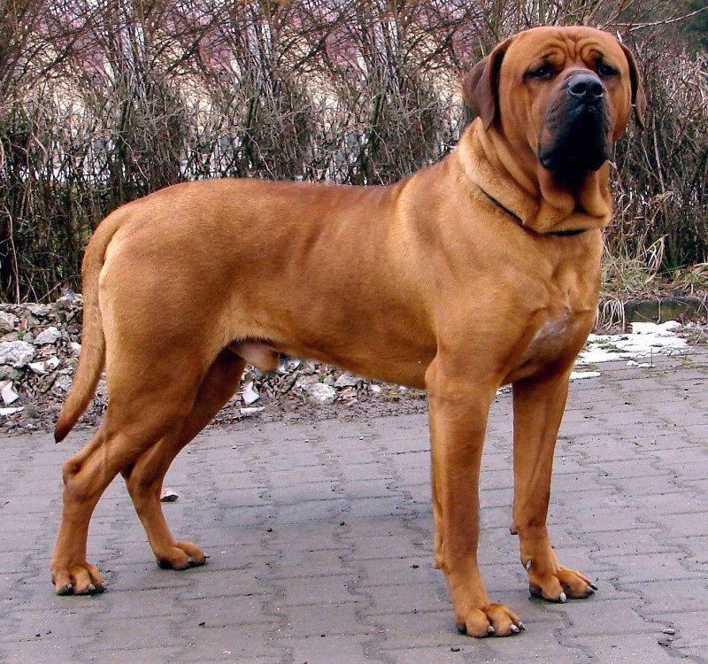 Дмитрий Койнов