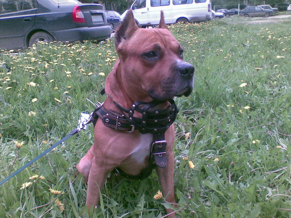 Амстафф Дей-Хан