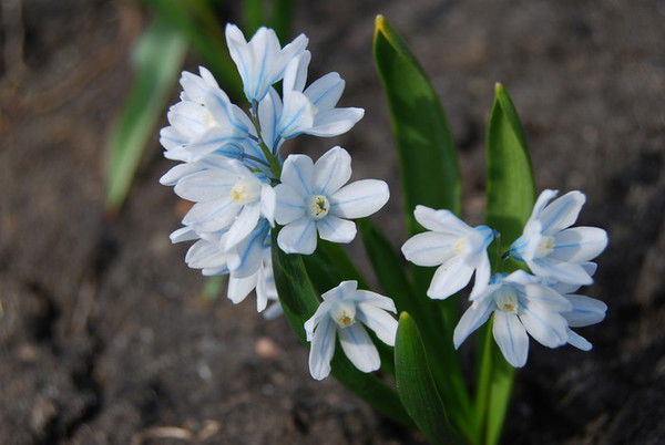 Галина Мухина