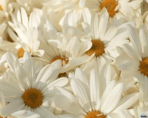 Ирина Литвинова