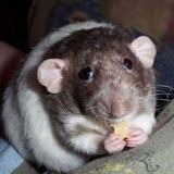 Антон Хрусталев