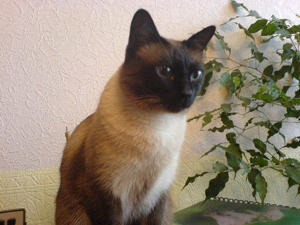 Василий Семеряков