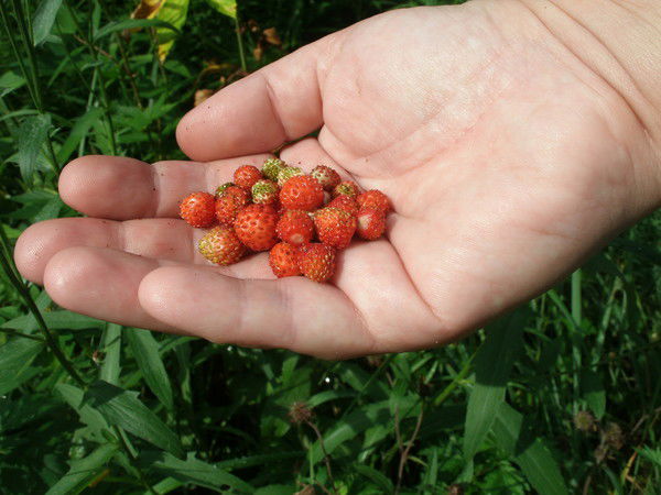 Анна Старцева