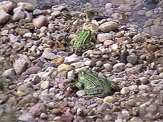 Александр Ильин