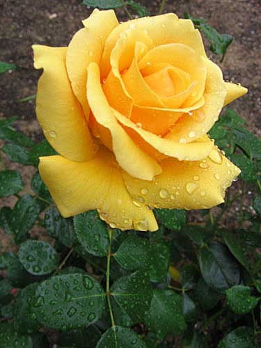 Людмила Васильева